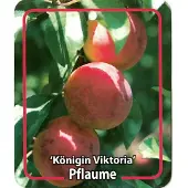 Warentuin Collection Prunus Domestica Konigin Viktoria fruitboom Pruim