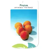Warentuin Collection Prunus Armeniaca Tros Oranje fruitboom Abrikoos
