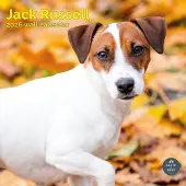 Baker & Bray Jack Russell Terrier Kalender 2027