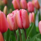 QFB Gardening Tulp Pink Impression | 10 stuks | Darwinhybride | Roze