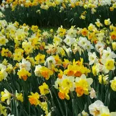 QFB Gardening Narcis grootbloemig gemengd | 10 stuks | Large cup | Meerkleurig