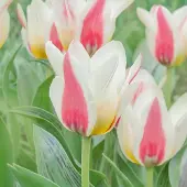 QFB Gardening Tulp Tarafa | 10 stuks | Geel | Roze | Tulpenbollen
