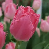 QFB Gardening Tulp Cacharel | 10 stuks | Gefranjerd | Roze | Tulpenbollen