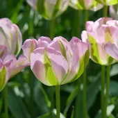 QFB Gardening Tulp Groenland | 10 stuks | Roze | Groen | Tulpenbollen