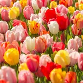 QFB Gardening Grootverpakking Tulp Darwin Hybrid Mix | 50 stuks | Darwinhybride |