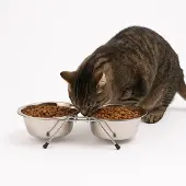 Nobleza Dinnerrack voor honden of katten - Dubbele voerbak op pootjes - Dubbele voerbak op standaard - Metalen voerbakken - Maat S