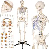 TecTake - Anatomie skelet - medisch model op staander - spier- en botmarkering - incl. poster met spieren en botten - 181cm - 400502