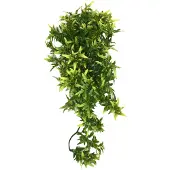 Komodo croton plant 40 cm