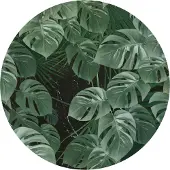 Komar Vliesbehang Zelfklevend vlies - Novel Monstera - Afmeting 125 x 125 cm (1 stuk)