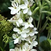 Maxifleur Kunstplanten Kunstboeket Angelina Jersey 100cm