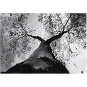 WALLARENA - Fotobehang - 150x105 cm - zwart-wit boom bos slaapkamer woonkamer vliesbehang