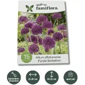 Famiflora Allium Purple Sensation - Voorjaarsbloeiers - 15 bloembollen - Betoverende paarse bloemen trekken bestuivers aan voor een levendige tuin