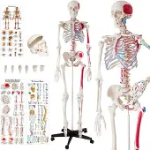TecTake Skelet anatomie medisch model - 180cm + Anatomie poster - spier- en botmarkering - 400963