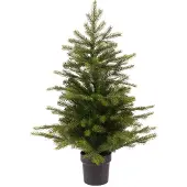 Everlands Grandis mini boom d63h90 cm groen