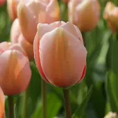 QFB Gardening Tulp Salmon Impression | 10 stuks | Darwinhybride | Tulpenbollen