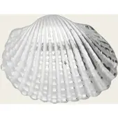 MOOYE ® - Collectie Zilveren Schelp Kokkel kettinghanger