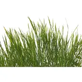 A.S. Création Fotobehang gras in groen wit
