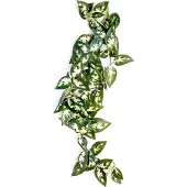Komodo borneo hangende varen 40 cm