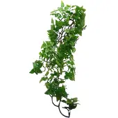 Komodo philodendron plant 60 cm