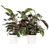 FloraStore Calathea 'Fusion White' - Set van 2 - Exotisch - Pot 14cm - Hoogte 30-40cm - Calathea Fusion White P14 x2