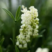 Maxifleur Kunstplanten Kunstplant Lavendel Bol UV Wit 60cm in pot