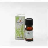 Volatile Wintergreen bio