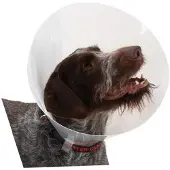 Buster Transparent Classic Collar