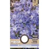 Florex Chionodoxa Luciliae 5/6 30 stuks