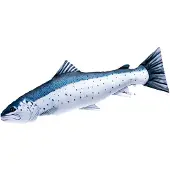 Gaby The Sea Trout Giant Pillow Wit