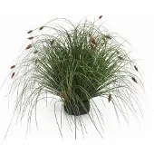 Buitengewoon Boet Kunstplant Kattestaart Mini - 55 cm