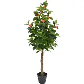 Buitengewoon Boet Kunst Fruitboom Kumquat - 130 cm