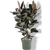 Beautanic Lifestyle Ficus Makana - Sofia Toef Potmaat 30 H120-130 kamerplant