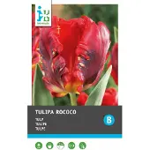 Intratuin Bloembollen Tulp (Tulipa 'Rococo') 10 Stuks