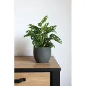 HS Potterie Pot Avion Antraciet 16 x 14