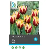 Intratuin Bloembollen Tulp (Tulipa 'Gavota') 10 Stuks