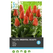 Intratuin Bloembollen Tulp (Tulipa 'Oriental Beauty') 10 Stuks