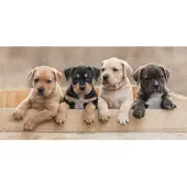 Sweet Home Handdoek puppies - katoen - handdoek 70x140 cm