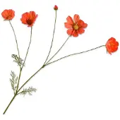Silk-ka Kunstbloem Cosmea Oranje H 92 Cm