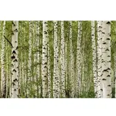 A.S. Création Fotobehang berkenbos in geel groen