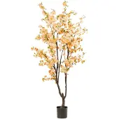 Emerald eternal green B.V. Kersenbloesemboom h210cm perzik