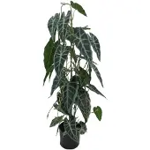 Buitengewoon Boet Kunstplant Caladium in Pot - 77 cm
