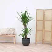 Green bubble Yucca Elephantipes - 140cm