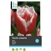 Intratuin Bloembollen Tulp (Tulipa 'Canasta') 10 Stuks