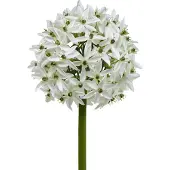 Viana Sierbloem Allium, kunstbal prei, sierui wit Ø20cm L72cm