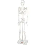 TickiT educatief skelet half-schaal model speelgoed anatomie.