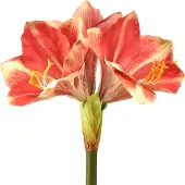 Viana Kunstamaryllis roze en crème – bloem met grote stengel 76 cm