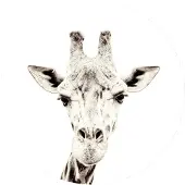 Groovy Magnets Giraffe Magneetsticker – Ø60 cm