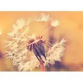 Living Walls Fotobehang Dandelion1 DD118594 Designwalls | Fotobehang
