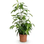 Oasis of Life Dracaena surculosa Drachenblutbaum 17cm 60-70cm wintergroen kamerplant makkelijk