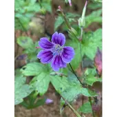 GRDplanten 6x Ooievaarsbek - Geranium nodosum 'Clos du Coudray' | 9x9 cm pot